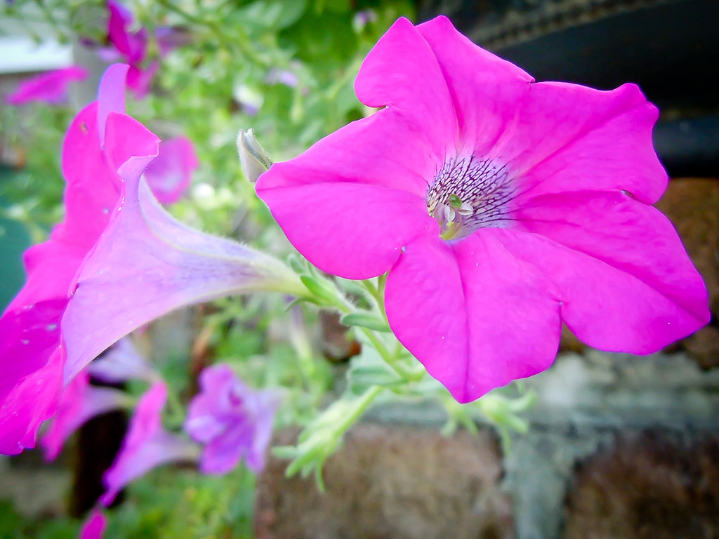 charlestown grant flower Ted Hodges Flickr