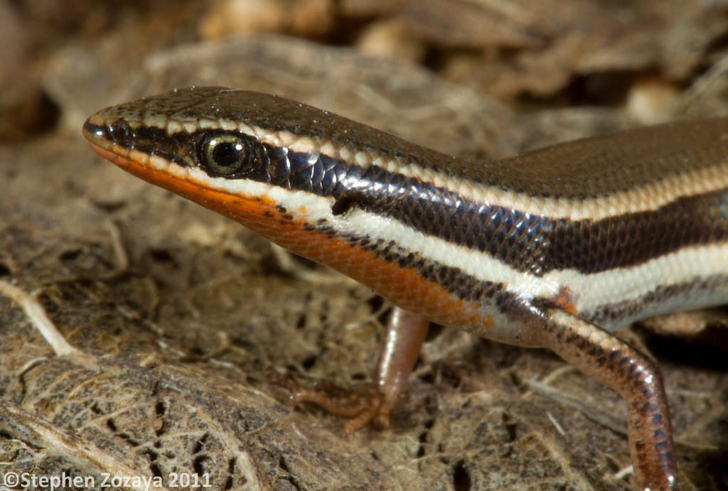 Firetailed Skink (Morethia taeniopleura) A breeding