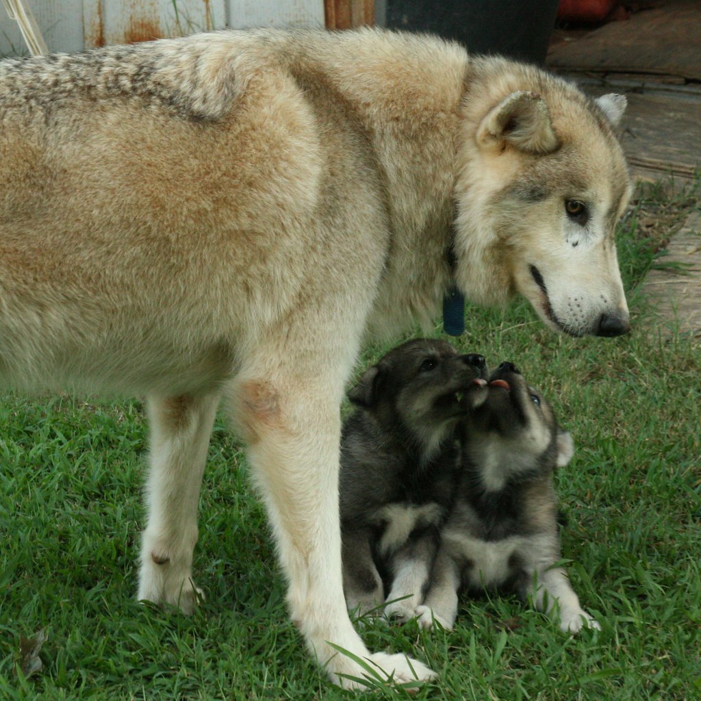 WolfDogs Look at Brother Bear IMG_3499 PICNIK Flickr