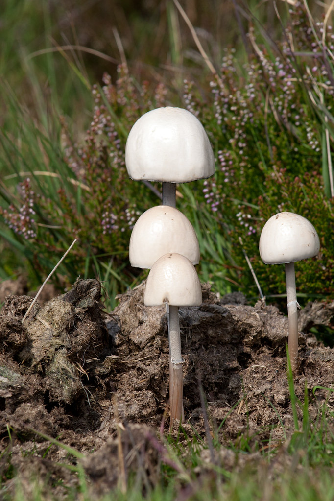 Mushrooms in cow poo Richard Carter Flickr