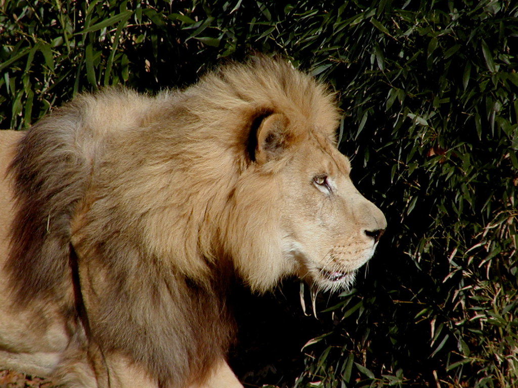 Male Lion Panthera leo The mane of the adult male lion, un… Flickr
