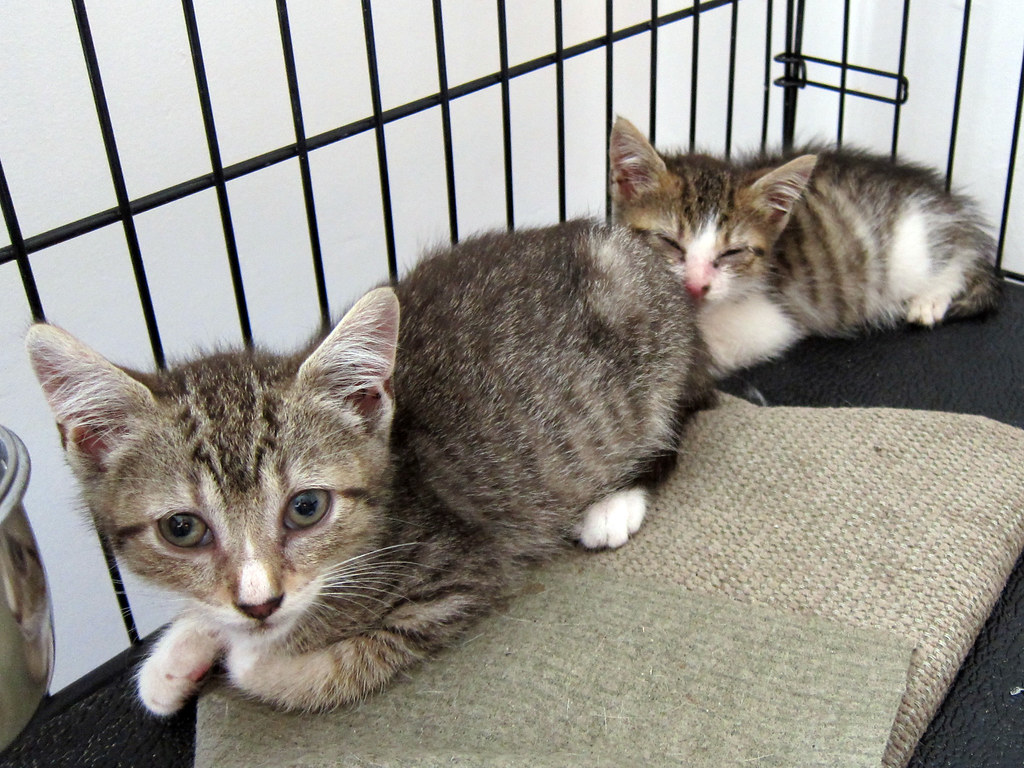 Kittens the runt in the back is the last kitten we trapped… Flickr