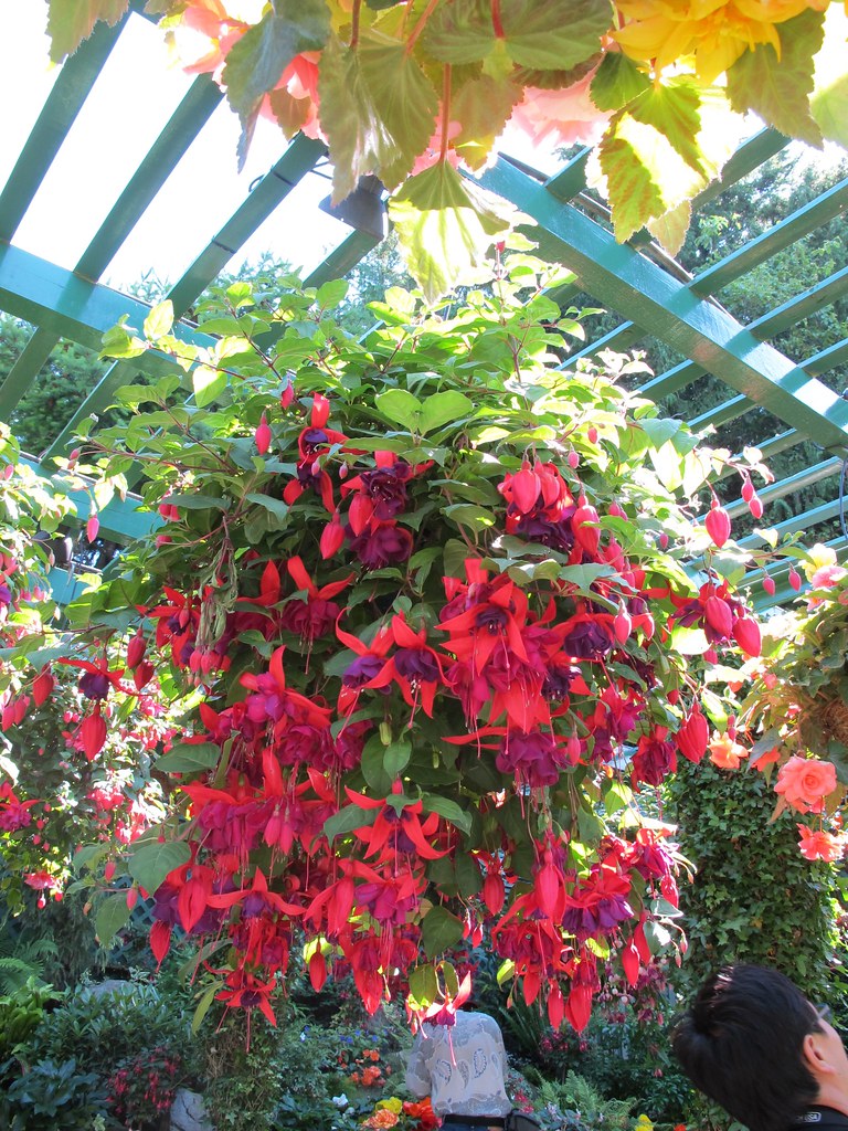 Most beautiful hanging plants I've ever seen. Incredibly … Flickr