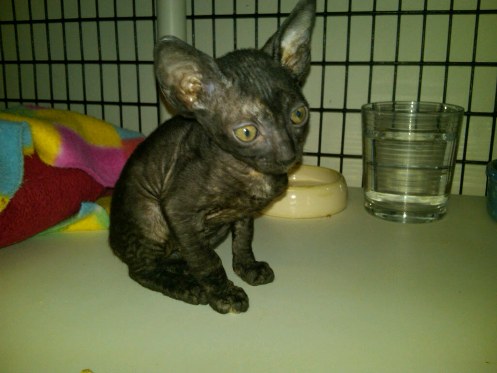 6 Week Old Cornish Rex Kitten Tortoiseshell! Sire GC Quai… Flickr