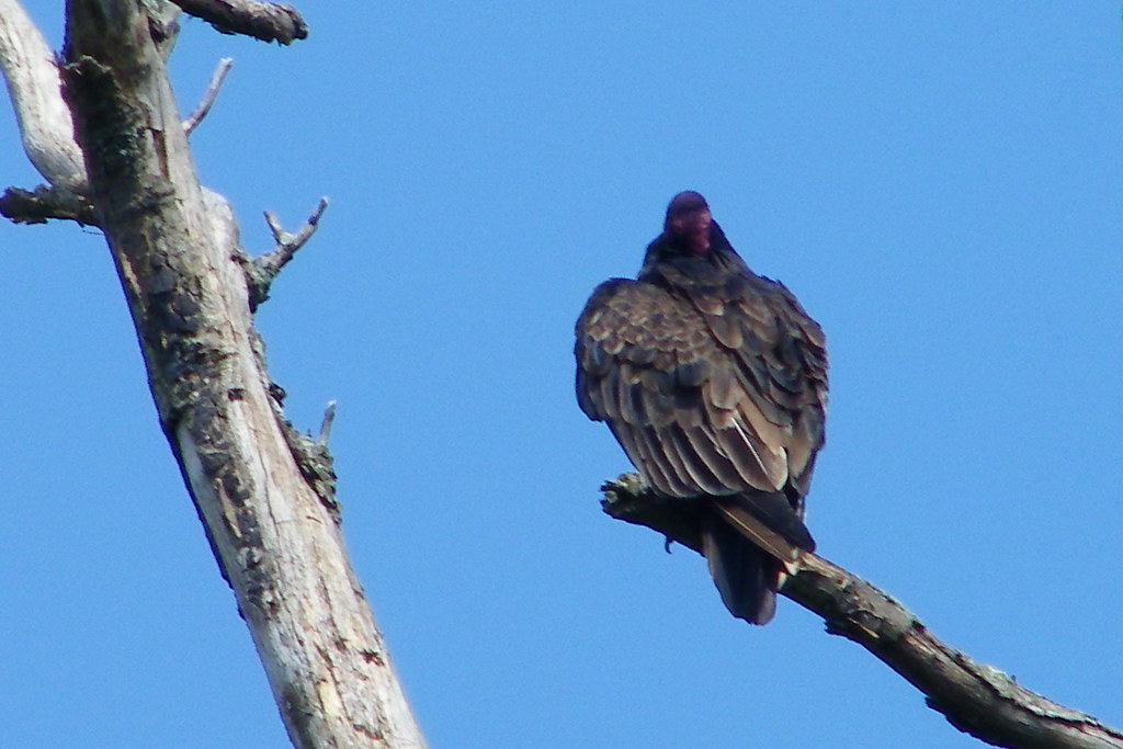 Turkey Vulture (Saline, Michigan) Corey Seeman Flickr
