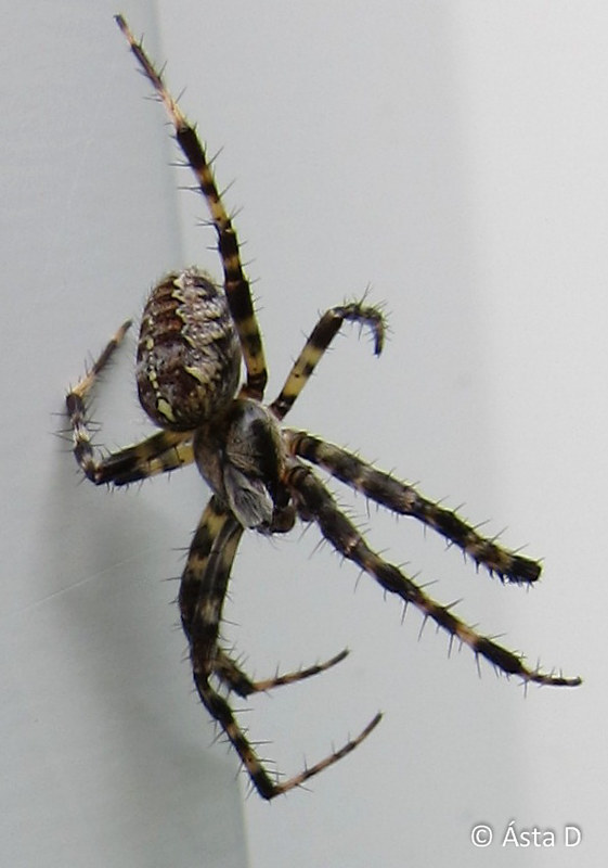 Icelandic bugs Flickr