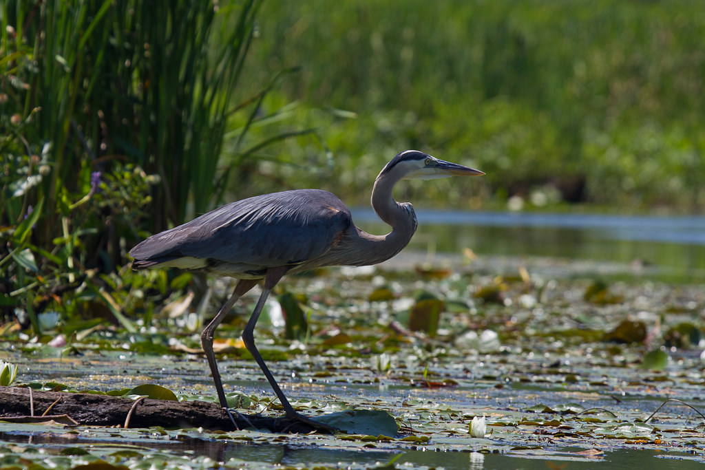 Kayaking on Chodikee Lake Blue Heron John Mizel Flickr