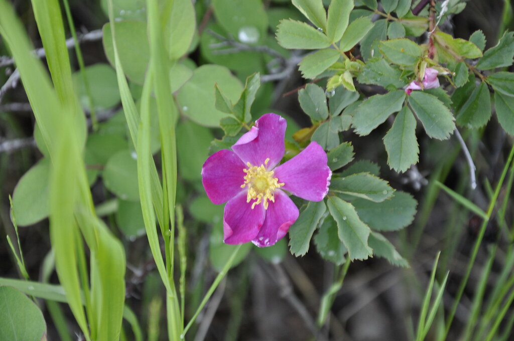 Alberta Wild Rose/Prickly Rose (Rosa woodsii) Alberta's em… Flickr