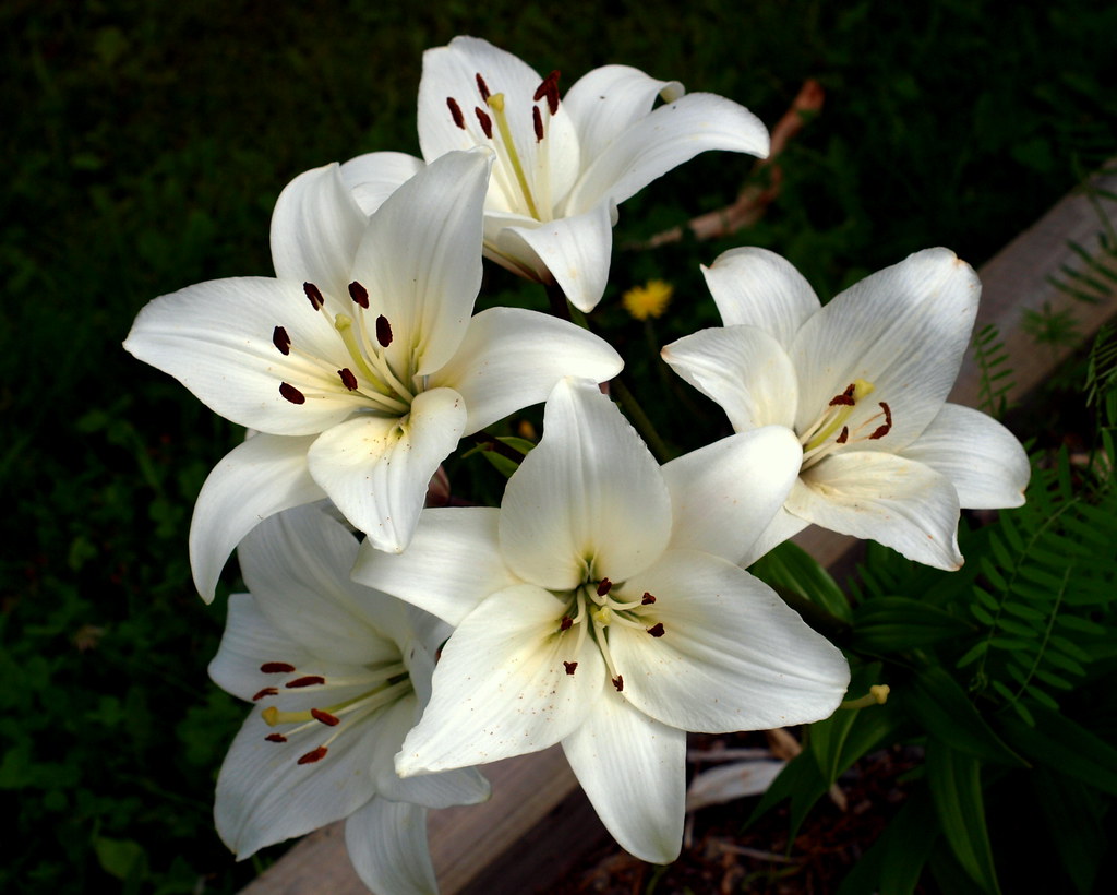 0005333 Lilies are the flowers of the spiritually advanced… Flickr