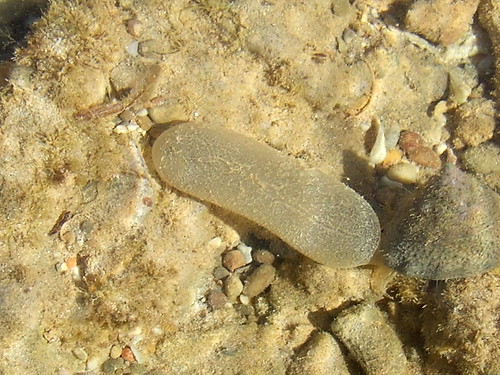 Naticidae Polinicinae>Lunatia? Moon snail Egg sack? DSCF33… Flickr