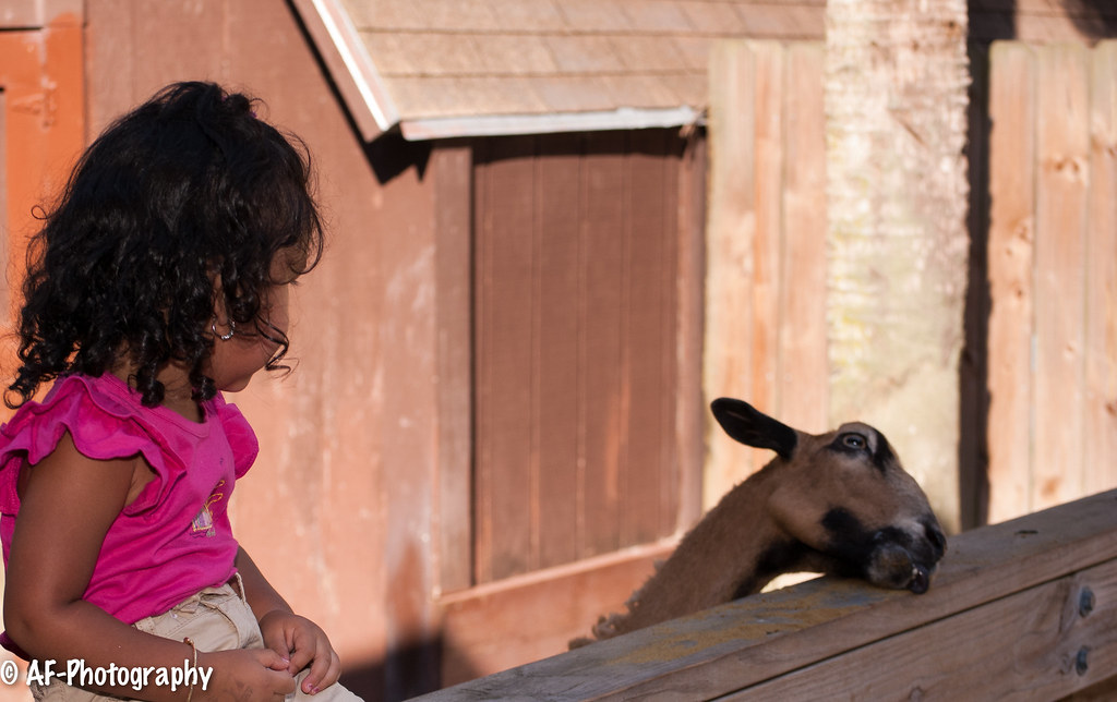 Sanford Zoo A short family trip to the Sandford Zoo aziem hassan