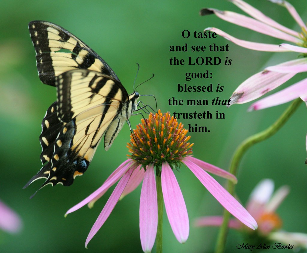 List Of May God Bless Your Day Ideas All Sizes | May God Bless Your Day My Friends! | Flickr - Photo Sharing!