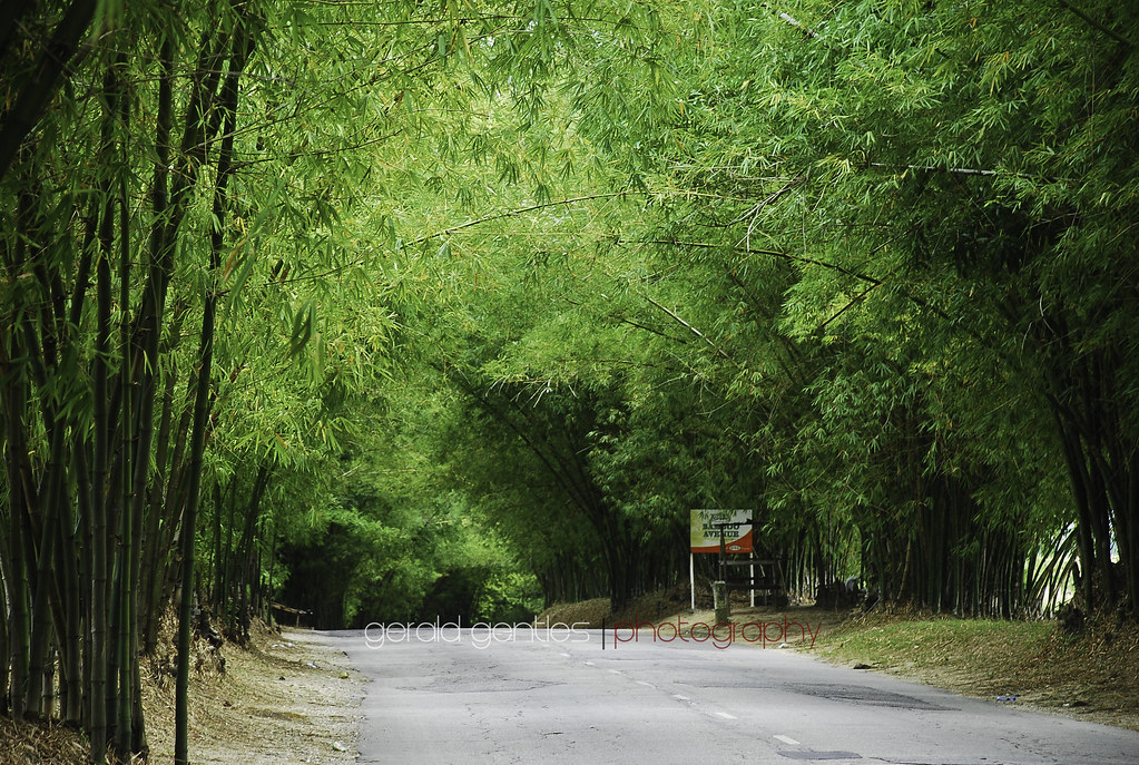 Bamboo Avenue, Jamaica A famous stretch of road in the par… Flickr