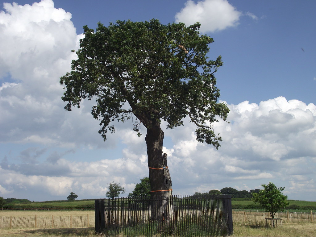 Royal Oak A descendent of the Oak Tree that Charles II hid… Flickr