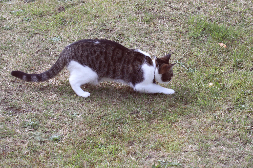 GB4_1291 Cat chasing a bug Gerry Beever Flickr