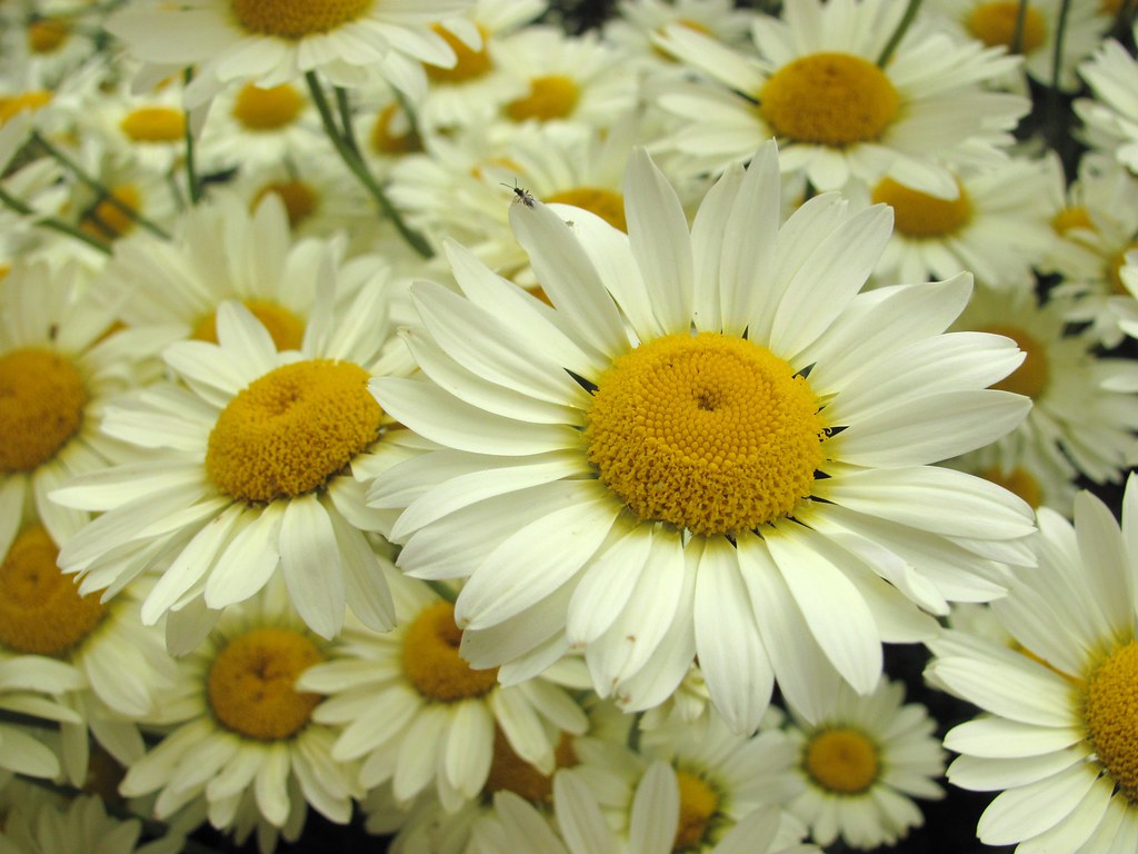 yellow daisies 2 Lotte Worthington Flickr