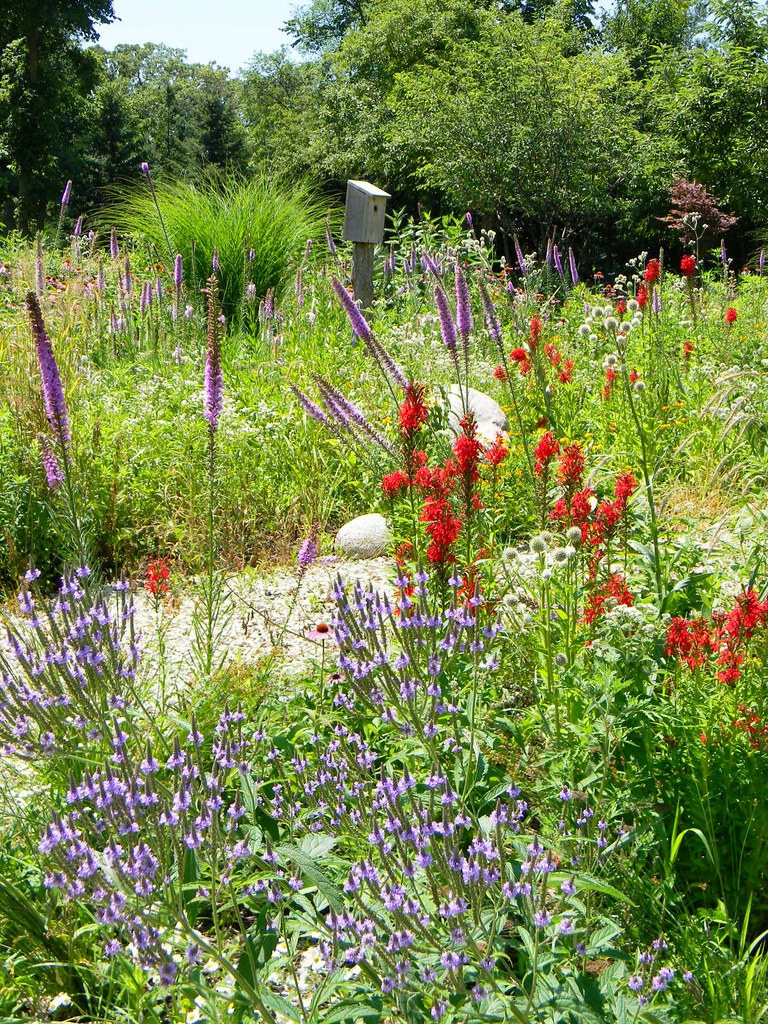 2008.08.002 my wildflower garden in north barrington, IL a… Flickr