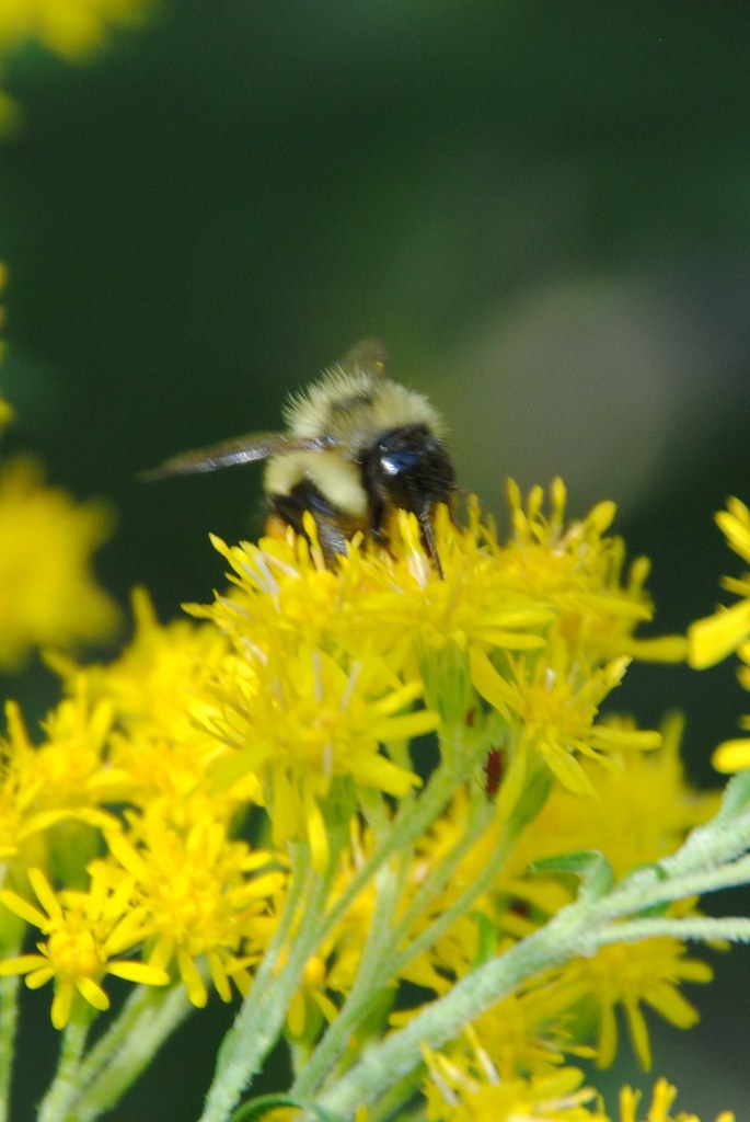 bee, goldenrod, insect, flower Aileen Sandwick Flickr