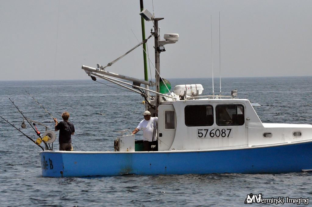 First Chance Whale Watch Mike Verminski Flickr