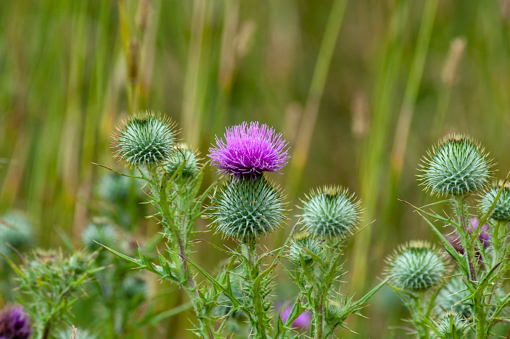 Bull Thistle, Common Thistle, Spear thistle (Cirsium vulga… Flickr