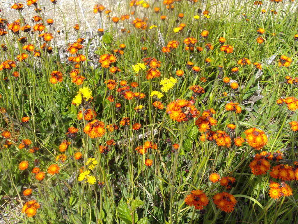 Devil's Paintbrush Hannah Roth Flickr