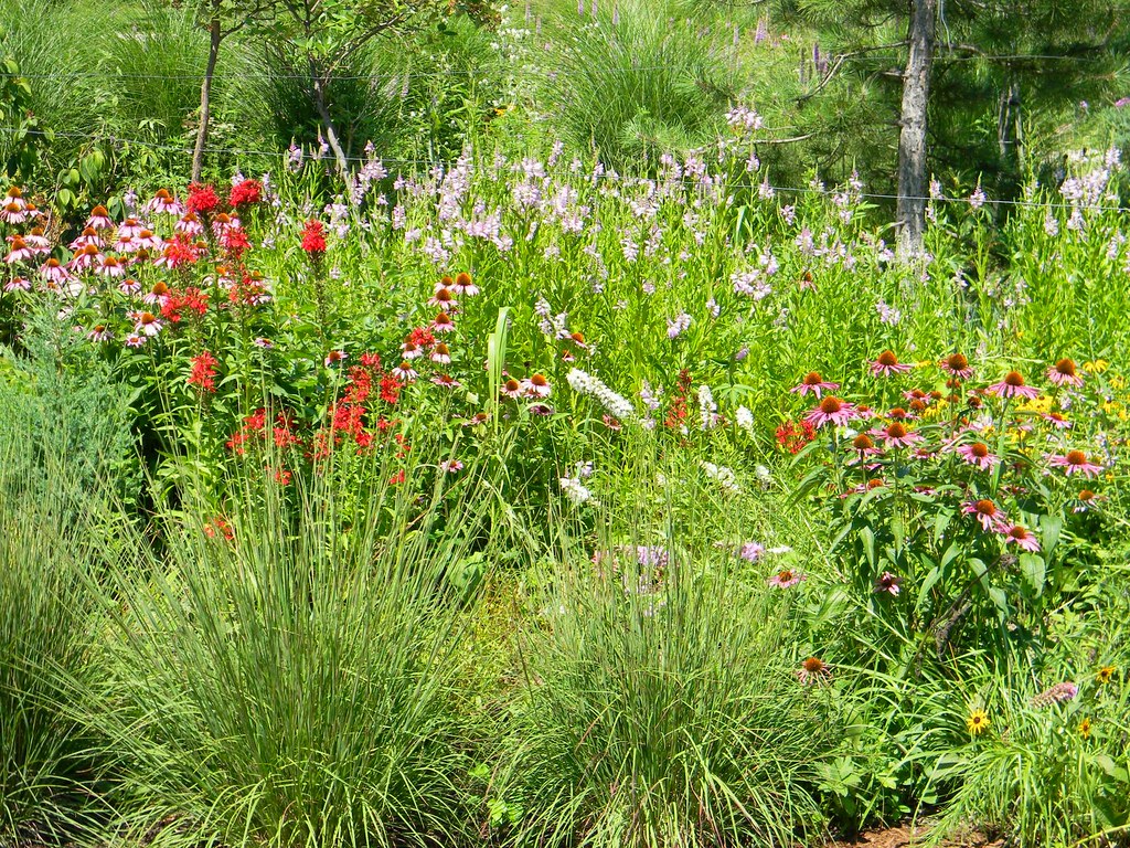 2011.08.003 my wildflower garden in north barrington, IL a… Flickr