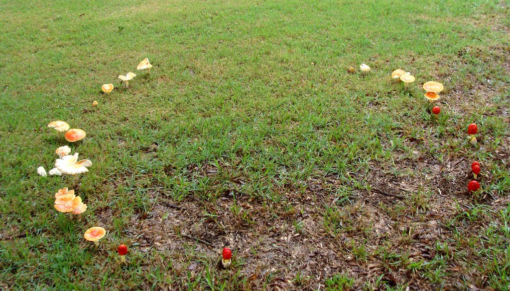 Fairy Ring in a lawn A fairy ring in a neighbor's lawn. Fa… Flickr