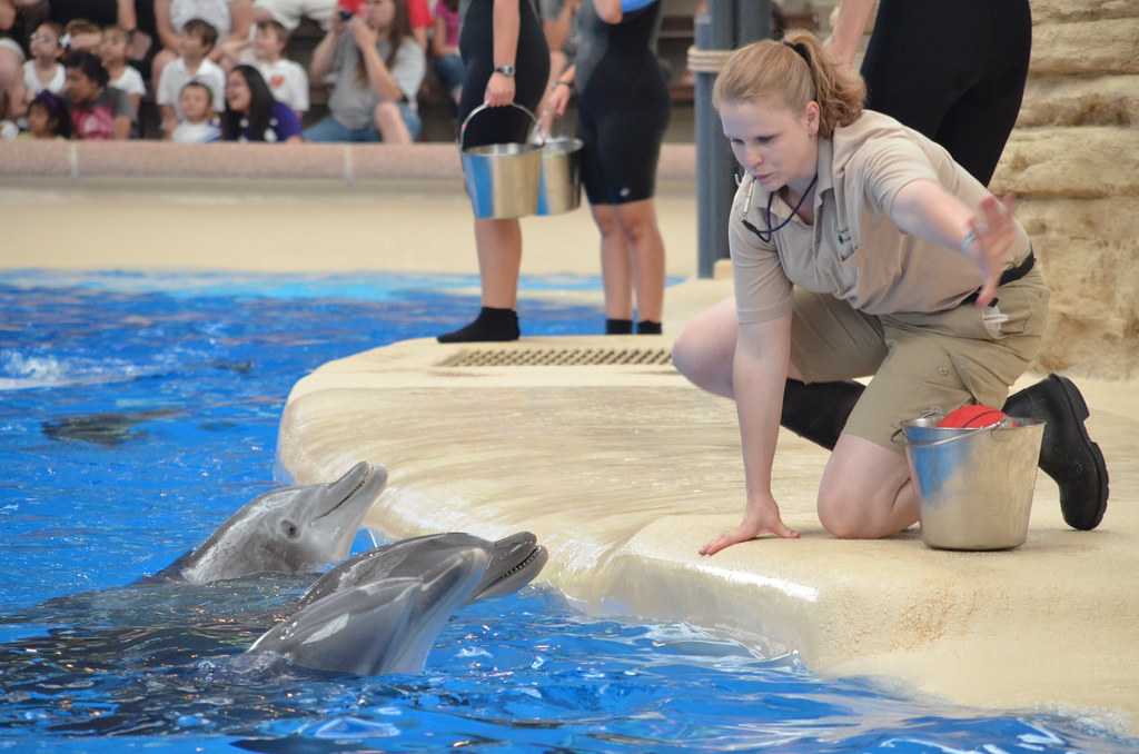 Brookfield Zoo Dolphin Show 085 Dolphin Show at Brookfield… Flickr