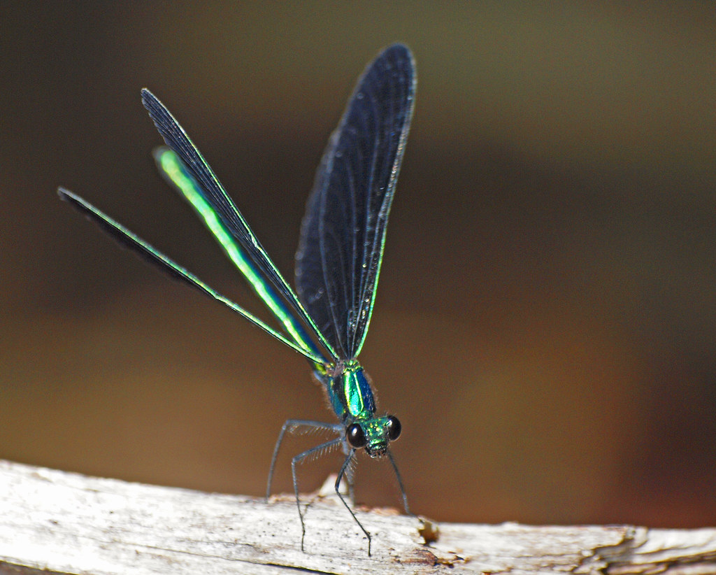 Looks Like a Dragonfly, Flies Like a Butterfly What is thi… Flickr