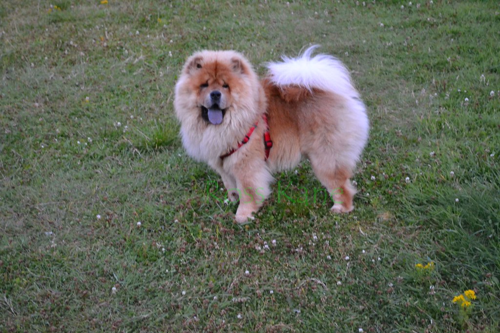 1 Year Old Chow Chow Bear Cheeky Bear playing in the