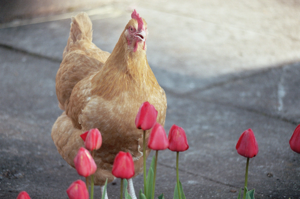 chickens and tulips, front yard, april 2011 Sarah Gilbert Flickr