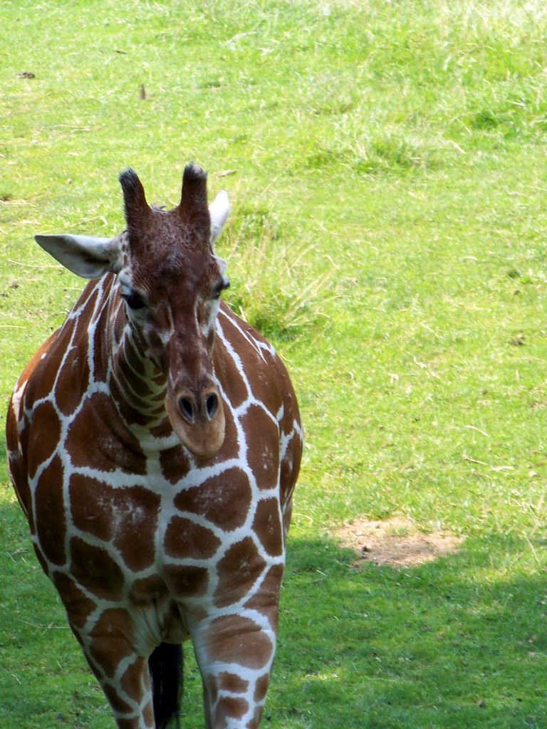 Giraffe 2 Taken at Binder Park Zoo. Coming in closer for f… Flickr