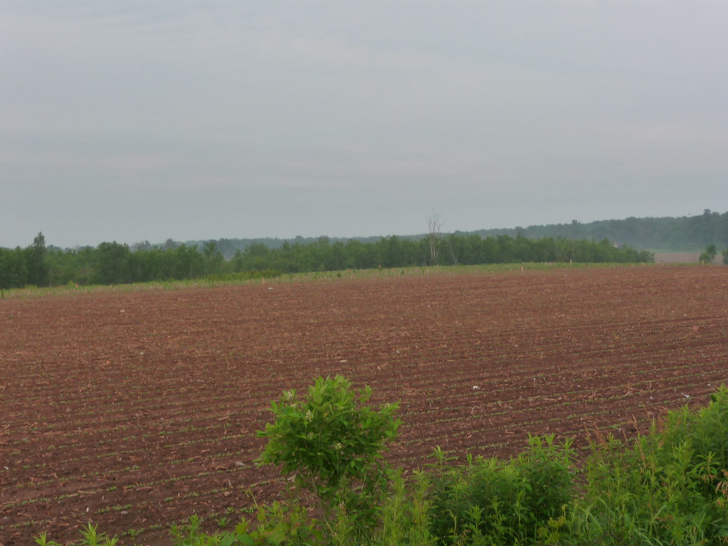 Morning Lowell, Michigan field at sunrise. creed_400 Flickr