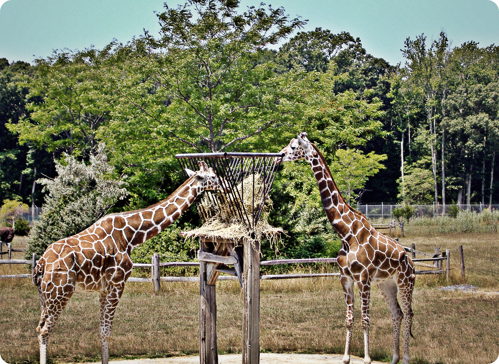Cape May Zoo 12 Robert Dulaney Flickr