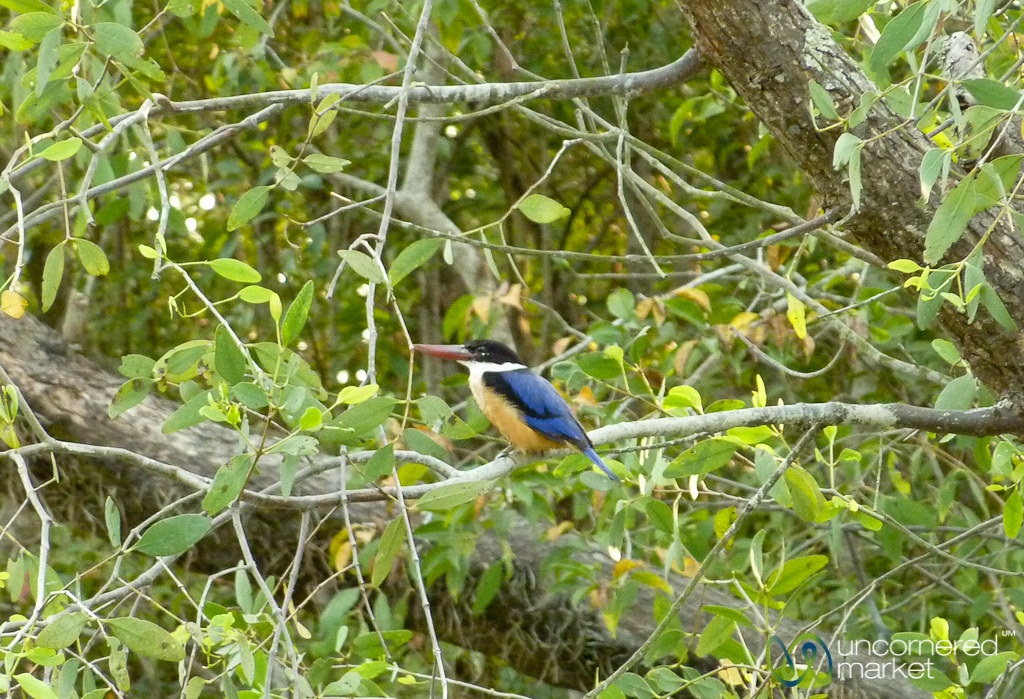 Kingfisher in Sundarbans, Bangladesh Kingfisher in Sundarb… Flickr