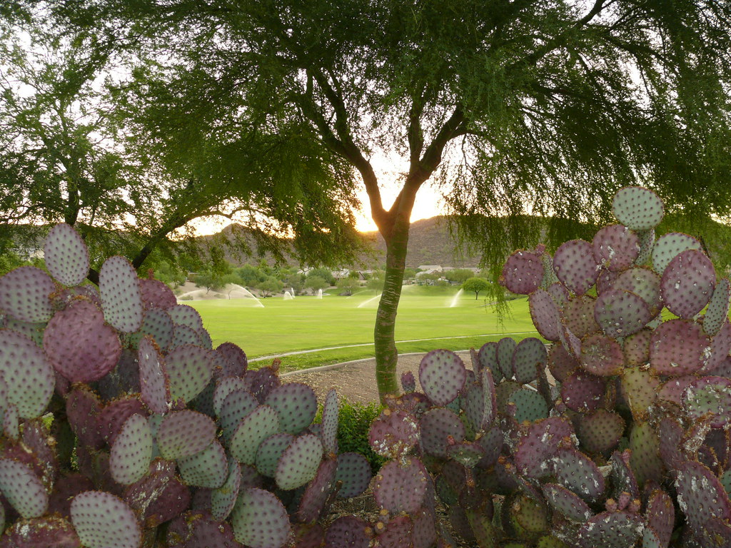 Phoenix, Arizona 2011 Stetson Hills marada Flickr