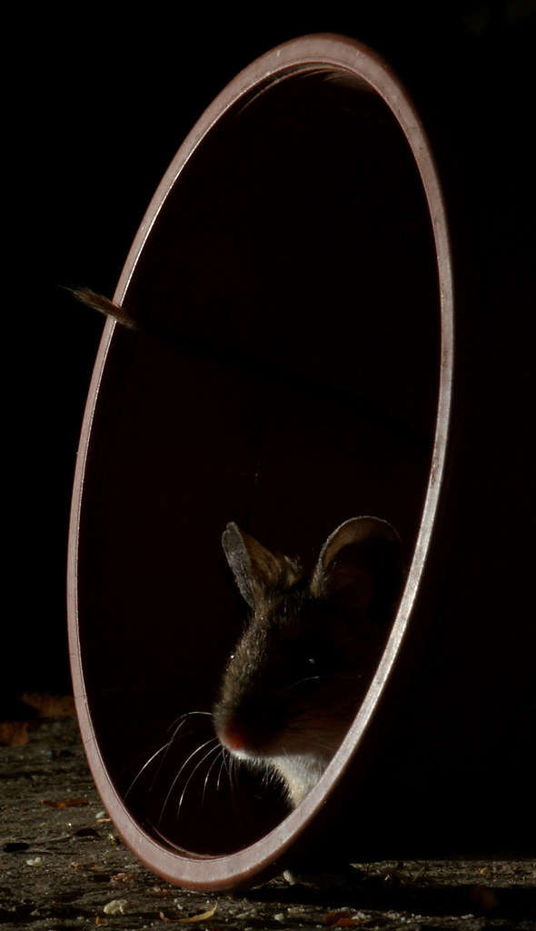 Field mouse living in my garage 1. SONY DSC Martyn Fletcher Flickr