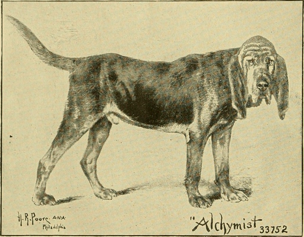 Correcting Splayed Feet in Dogs Effective Strategies and Prevention