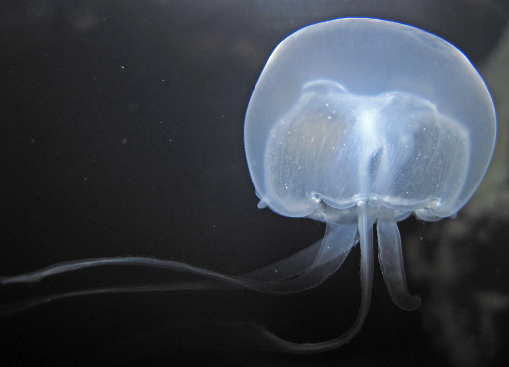 Aurelia aurita (moon jellyfish) 1 Aurelia aurita Linnaeus,… Flickr