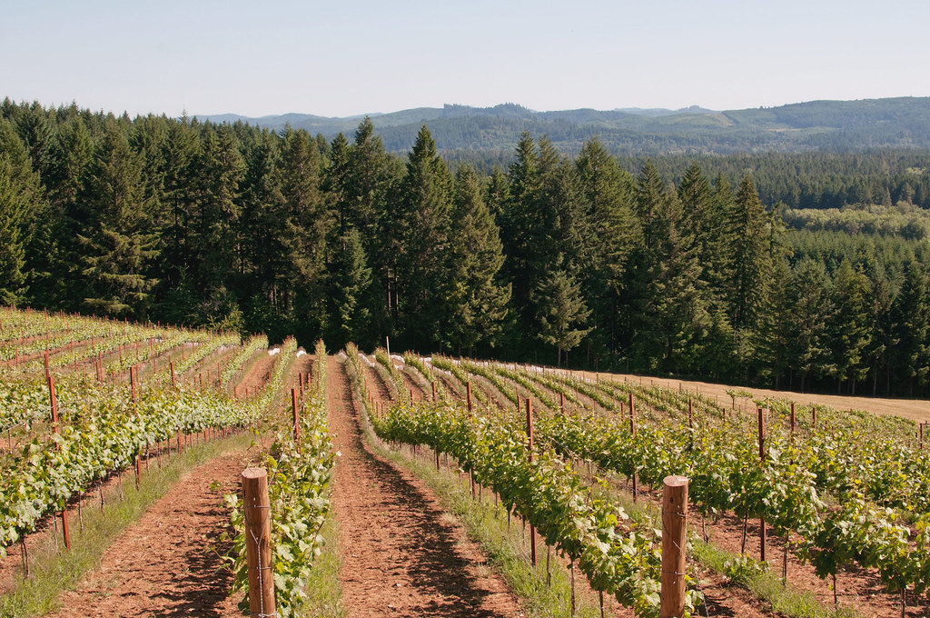 LaVelle Vineyards Meghan Caudill Flickr