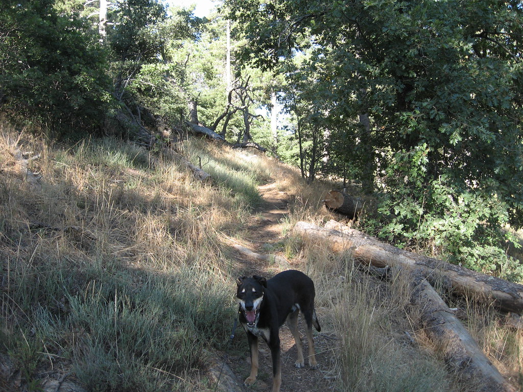 Lightning Ridge trail 832011 just a pretty, shady trai… Flickr