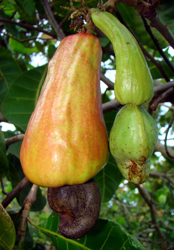 CASHEW / Caju 2 / (Bengali = কাজু বাদাম) The Cashew's po… Flickr