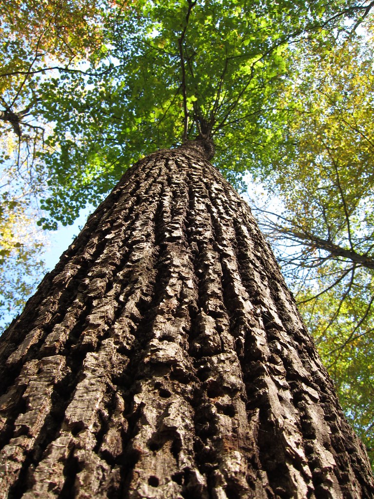 Yellowbellied sapsucker holes in basswood tree Macedonia … Flickr