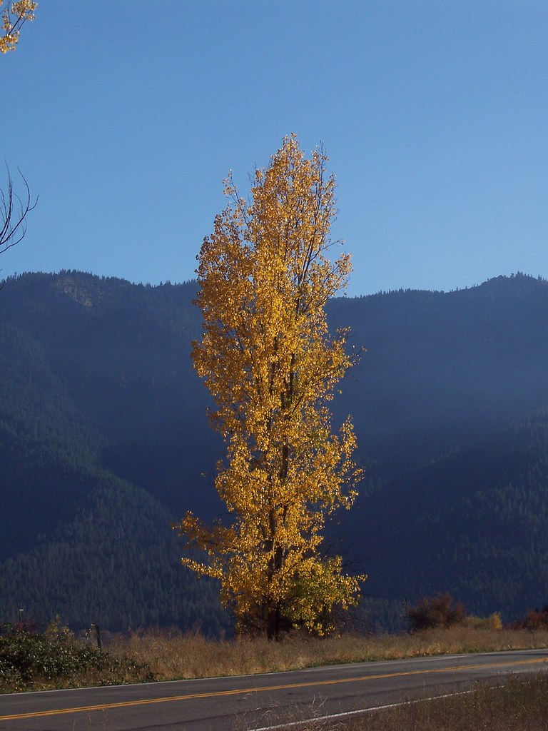 100_0577 Highway 89 near Crescent Mills, California, 95934… Flickr