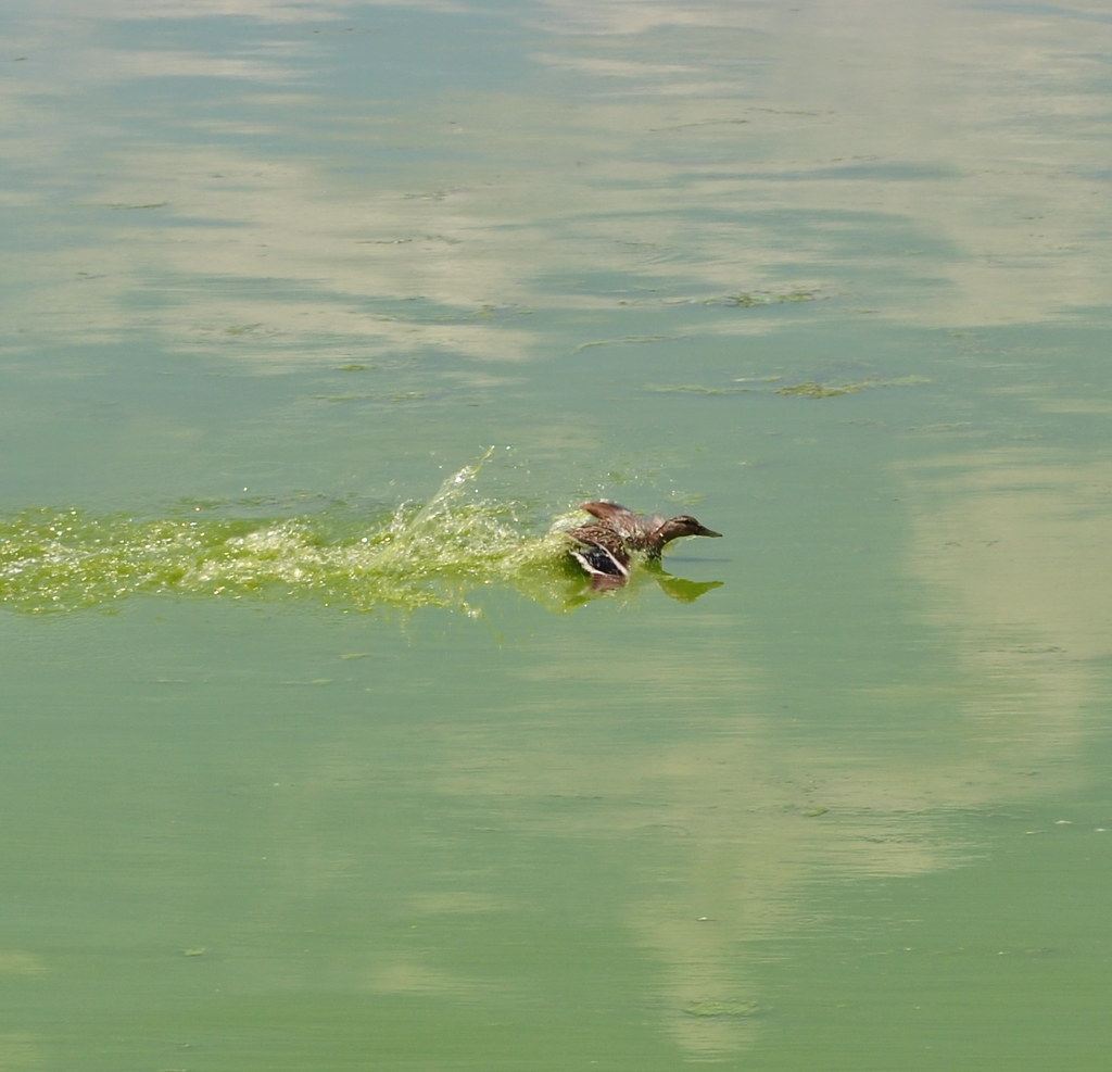 Lake Menomin algal bloom, Menomonie, WI poor mallard Aaron Carlson