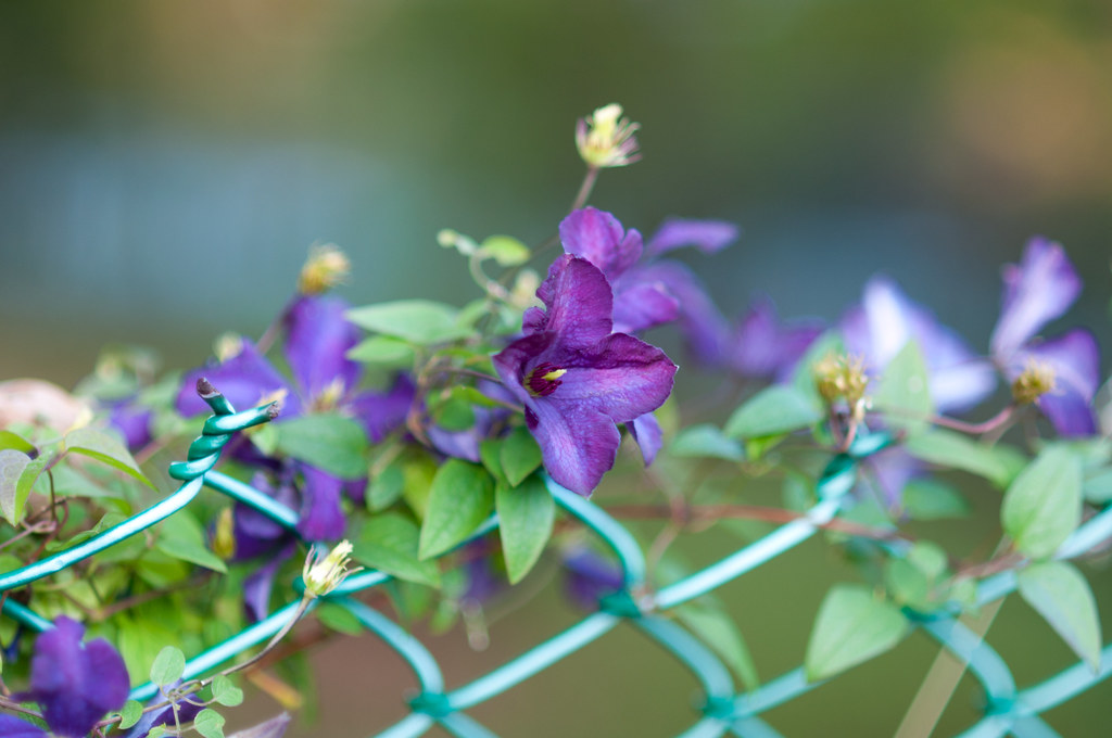 Waterford Manor Flowers Took a walk with my wife on the we… Flickr