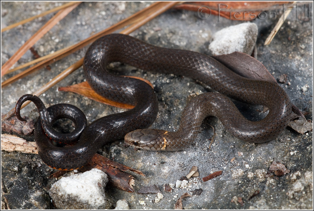 Keys Ringneck Snake (Diadophis punctatus acricus) The Keys… Flickr