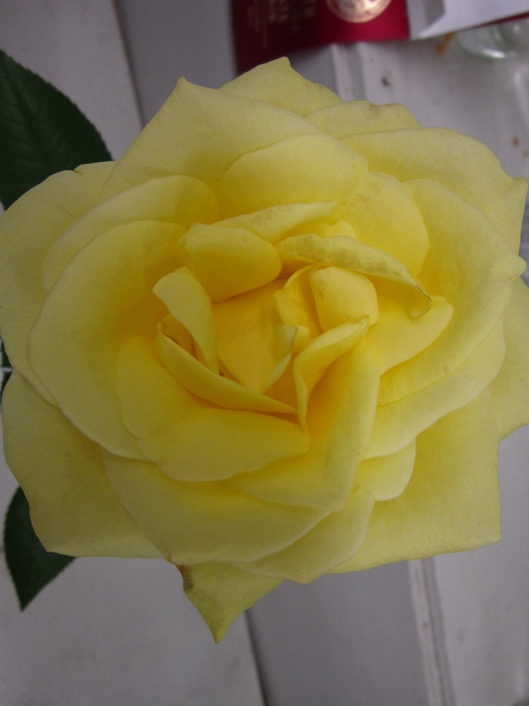 Yellow rose At the NC State Fair. Selena N. B. H. Flickr