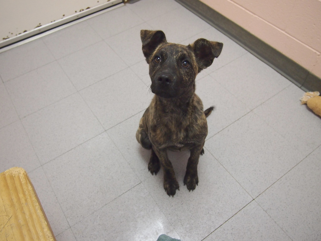 MacKenzie McKENZIE is a perky, playful Pit/Plott Hound mix… Flickr