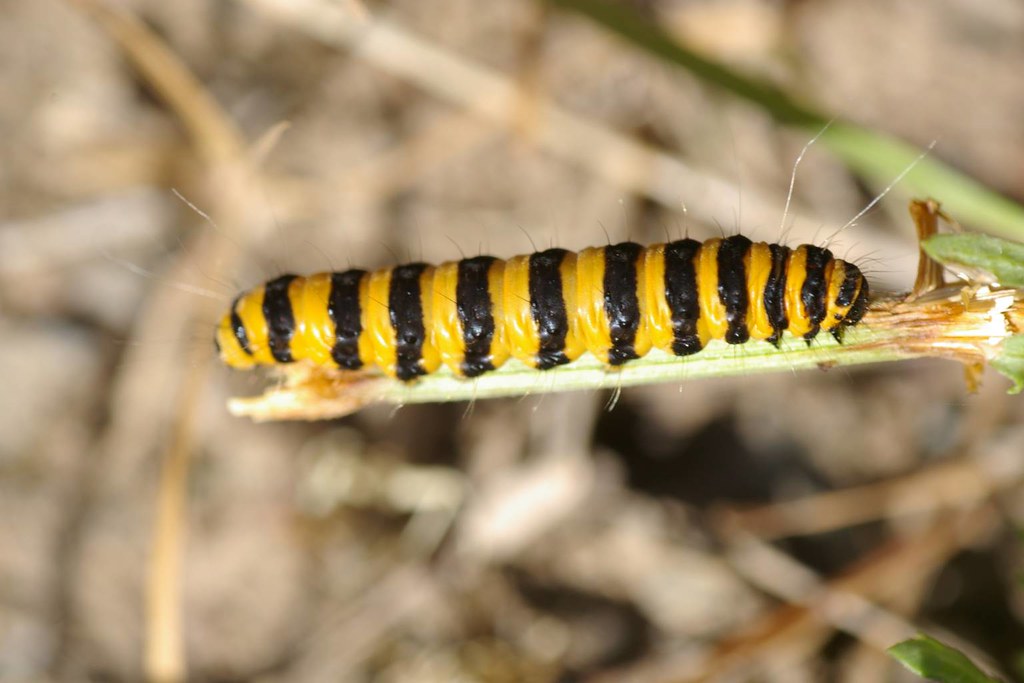 Black and Yellow Caterpillar on Tansy Ragwort fractal_seed Flickr